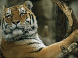 A Portrait of Khuntami, a Male Siberian Tiger
