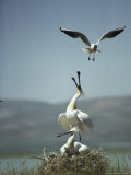 A Tern Approaches a Pair of White Spoonbills Sitting in Their Nest