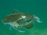 Caribbean Reef Squid Defends its Claim to a Nearby Female