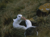 Black-Browed Albatrosses Greet Each Other at Their Nest Site