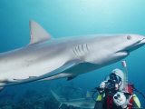 Buy A Scuba Diver Takes a Photo of a Caribbean Reef Shark at AllPosters.com
