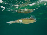 Caribbean Reef Squid Have about 35 Patterns of Skin in its Wardrobe