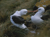A Pair of Nesting Black-Browed Albatrosses Touching Bills