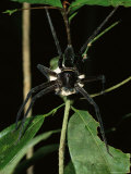 A Large Black Spider Holding its Egg Sac