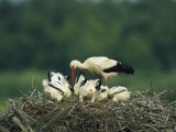 White Stork Standing in its Nest with its Chicks