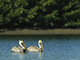 Pair of Brown Pelicans on Floridas Gulf Coast