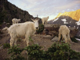 Mountain Goat and Kids Climb Rocks in Glacier National Park