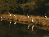 Great Egrets Feeding in a Pond Surrounded with Aquatic Grasses