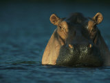 Adult Hippopotamus Standing in Water