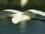 Great Egret in Flight on Floridas Gulf Coast