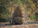 Buy Leopards Mate Hundreds of Times during the Females Week-Long Estrus at AllPosters.com