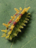 Close View of a Spiny Oak Slug Moth Caterpillar