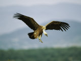 Griffon Vulture Coming in for a Landing