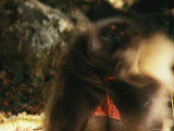 Male Gelada Swishes his Mane