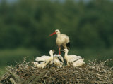 White Stork Standing in its Nest with its Chicks