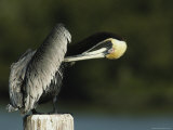 Preening Brown Pelican in the Everglades