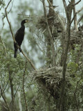 Cormorant Perched in a Tree near a Trio of Bird Nests