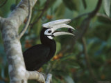 Hornbill Perched on a Limb with a Fruit in its Bill
