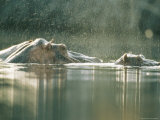 Mother and Baby Hippopotamus in Water