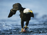 Buy American Bald Eagle Clasps a Fish in its Talons at AllPosters.com