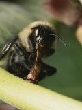 Bumble Bee Struggles Against a Beetle Holding its Tongue
