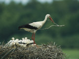 White Stork Standing in its Nest with its Chicks