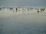 Laughing Gulls and Cormorants Wade in Floridas Waters