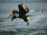 Buy American Bald Eagle in Flight over Water with a Fish in its Talons at AllPosters.com