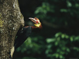 Male Waldens Hornbill Delivering Food to its Nest