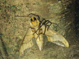 Female Spider Paralyzes a Trapped Moth with its Bite