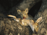 Leopard Cub Gets a Taste of a Recently Killed Impala