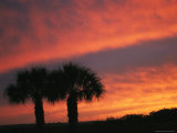 Buy The Silhouette of a Pair of Palm Trees at Sunset at AllPosters.com
