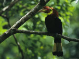 Rare Male Waldens Hornbill Perched on a Tree Limb