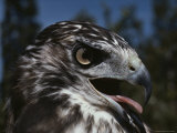 Close View of a Red-Tailed Hawk