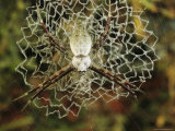 Silver Argiope Spider on its Doily-Like Web