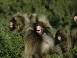 Family of Geladas Bare Their Gums and Teeth Threateningly