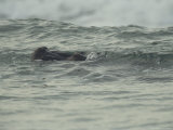Hippopotamus Swimming in the Atlantic off of Gabons Coast