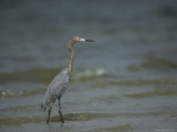 Reddish Egret on Floridas Gulf Coast