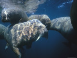 Sun-Dappled Atlantic Walruses Swim near the Waters Surface