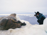 Paul Nicklen Photographs Three Atlantic Walruses
