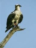 Osprey Perched on a Tree Branch