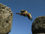 Gelada Leaps Between Two Large Rocks