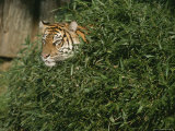 Tiger Tries to Hide in a Pile of Bamboo
