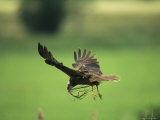 Raptor in Flight with Nest Building Material in its Bill