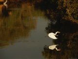 Great Egret Flying across a Tidal Creek with a Fish in its Bill