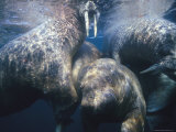 Sun-Dappled Atlantic Walruses Swim near the Waters Surface