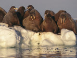 Atlantic Walruses on Pack Ice