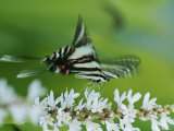 Buy Zebra Swallowtail Butterfly Sips Nectar from a Flower at AllPosters.com