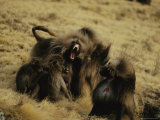 Male Gelada Warns Another Male Not to Come near his Family