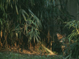 Tiger Cub Looks Shyly Out from Behind a Screen of Bamboo